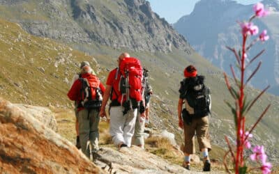 Management de transition et portage salarial