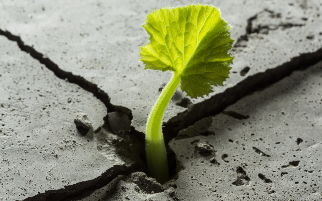 Résilience des entreprises : 6 clés pour un management efficace en temps de crise